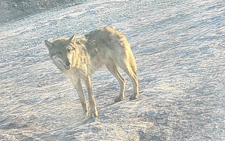 Dieser Wolf stand im April 2021 an der A3 bei Abtswind — © Foto: Pascal Hümmer