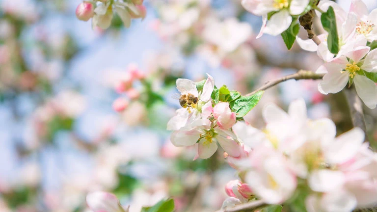  — © Bild: pexels.com